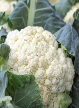 Cauliflower - All Year Round - Vegetable Allotment Garden Seeds - pzsku/Z491961631BECBE235A44Z/45/1749222329/41772b08-1bb5-448c-8837-af346c88e73a