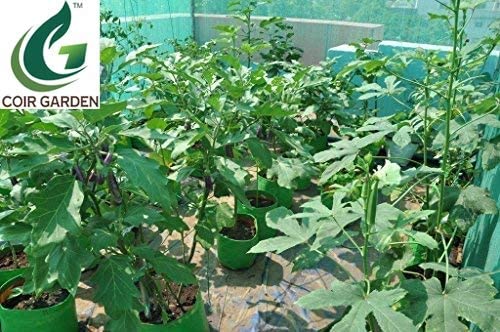 COIR GARDEN Large Green Grow Bags for Terrace Gardening for Banana, Papaya 24" X 24" inch Pack of 5 - Image 5