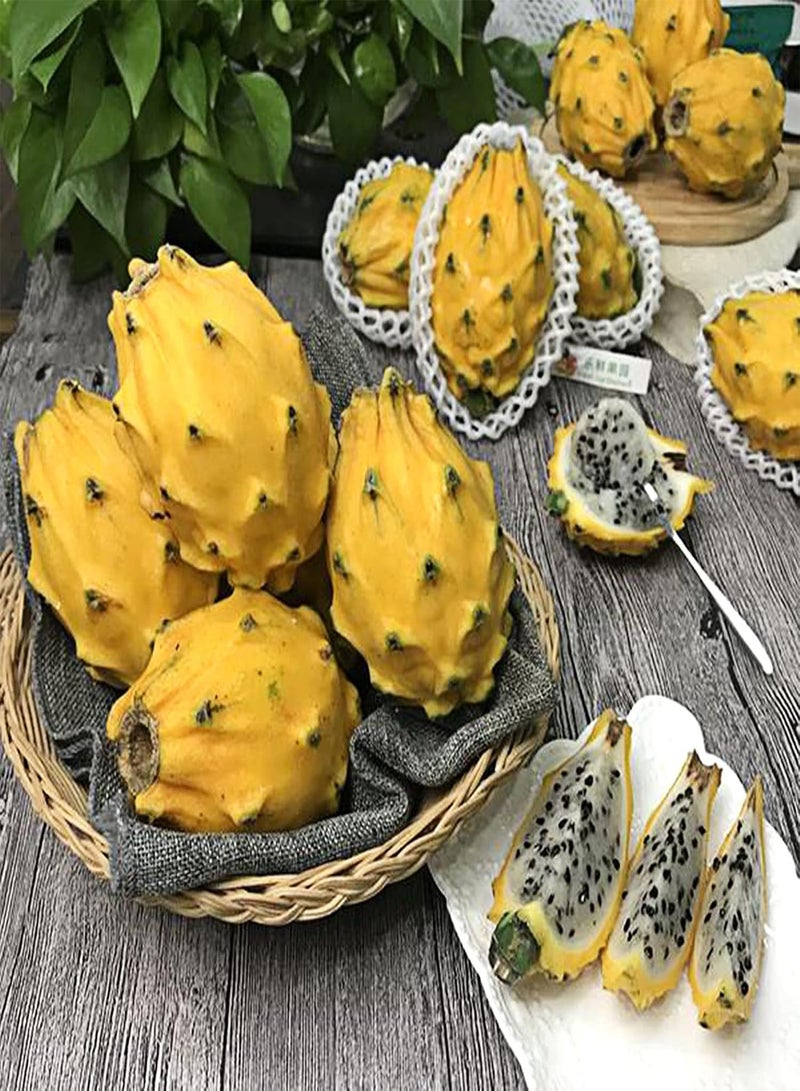 جي جوت 30 قطعة من بذور Hylocereus Megalanthus نباتات استوائية فواكه حلوة نباتات طازجة بذور للزراعة في الهواء الطلق حديقة فناء بذور Hylocereus Megalanthus - Image 2