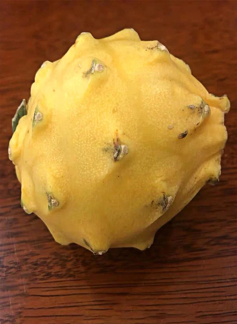 جي جوت 30 قطعة من بذور Hylocereus Megalanthus نباتات استوائية فواكه حلوة نباتات طازجة بذور للزراعة في الهواء الطلق حديقة فناء بذور Hylocereus Megalanthus - Image 4