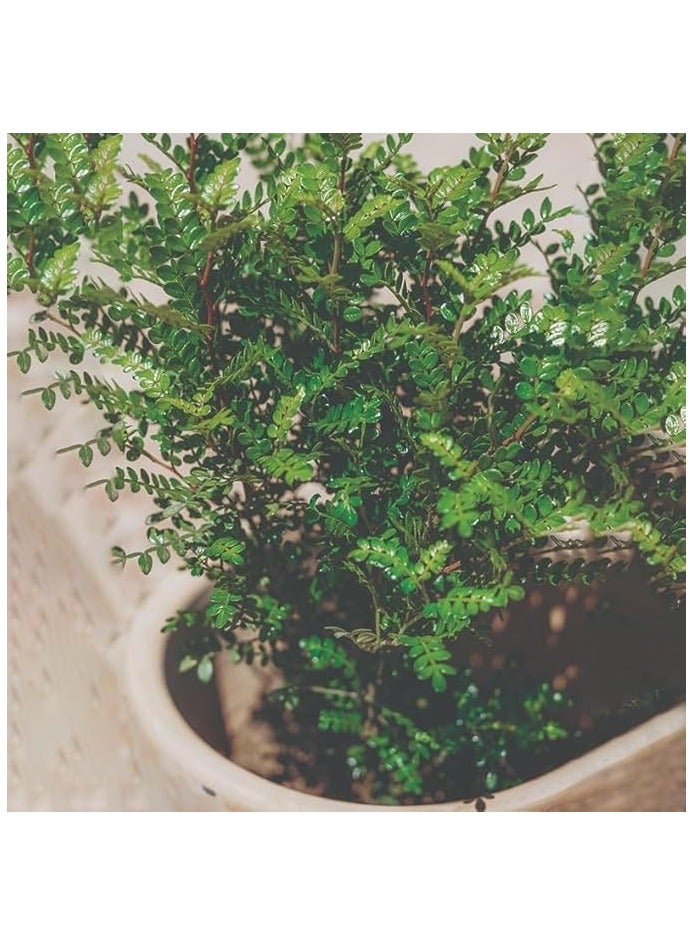 Zanthoxylum Fagara plant - Image 1