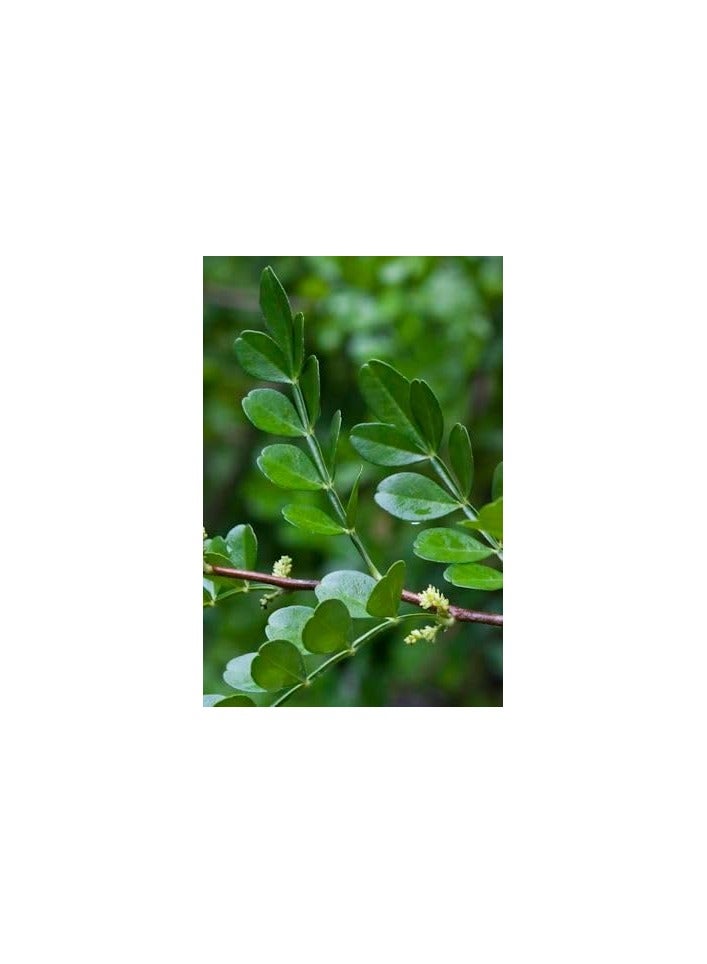 Zanthoxylum Fagara plant - Image 2