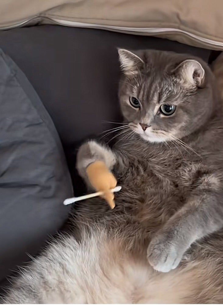 Furtey Pet Toy, Finger Gloves for Cat, Suitable for Tiktok Videos Filming - Image 4