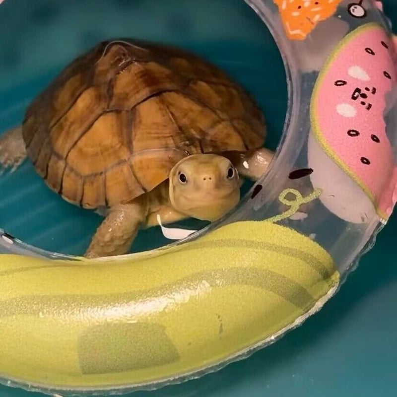 WCDJOMOP Inflatable Small Animal Floaties - 3 Pack Swimming Ring Rest Dock for Turtle, Tortoise, Terrapins, Frog, Reptile - Image 4