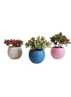 Cactus Sisters Set with terrazzo pots
