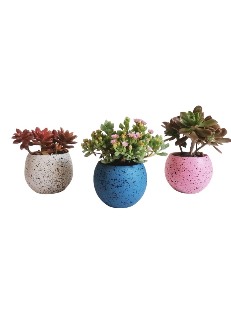 Shatla Shop - Cactus Sisters Set with terrazzo pots - Image 1