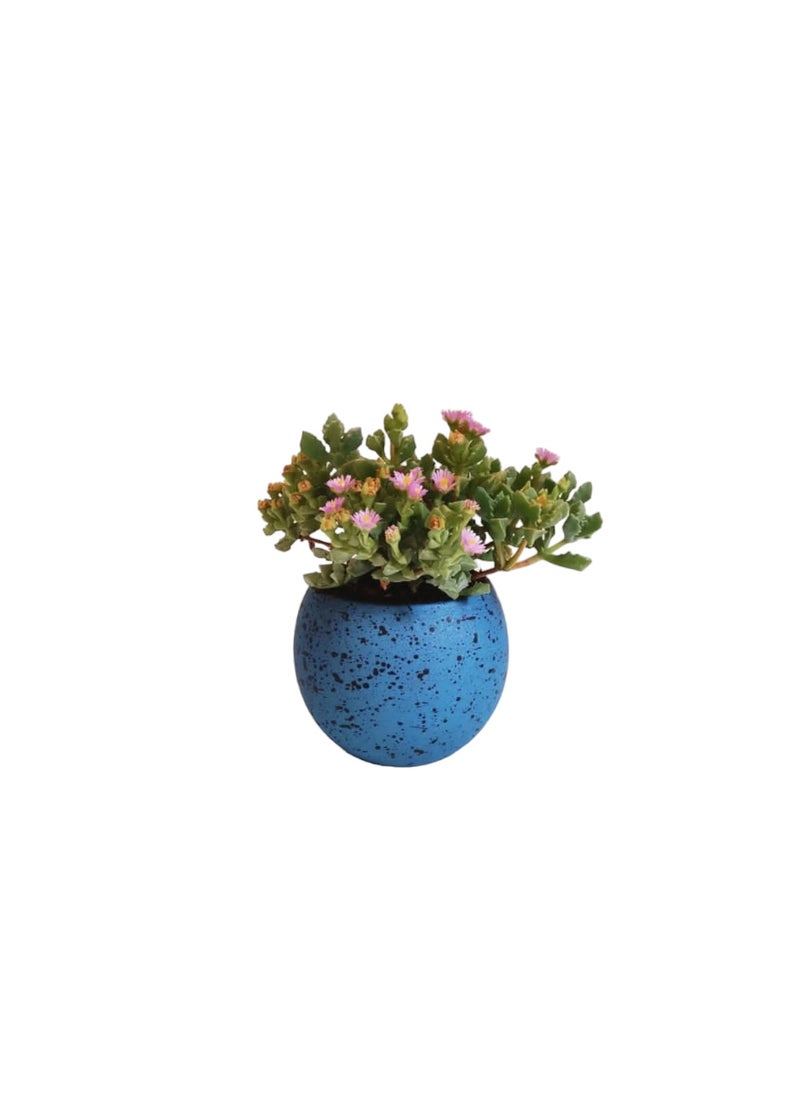 Shatla Shop - Cactus Sisters Set with terrazzo pots - Image 1
