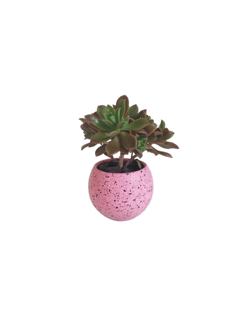 Shatla Shop - Cactus Sisters Set with terrazzo pots - Image 1