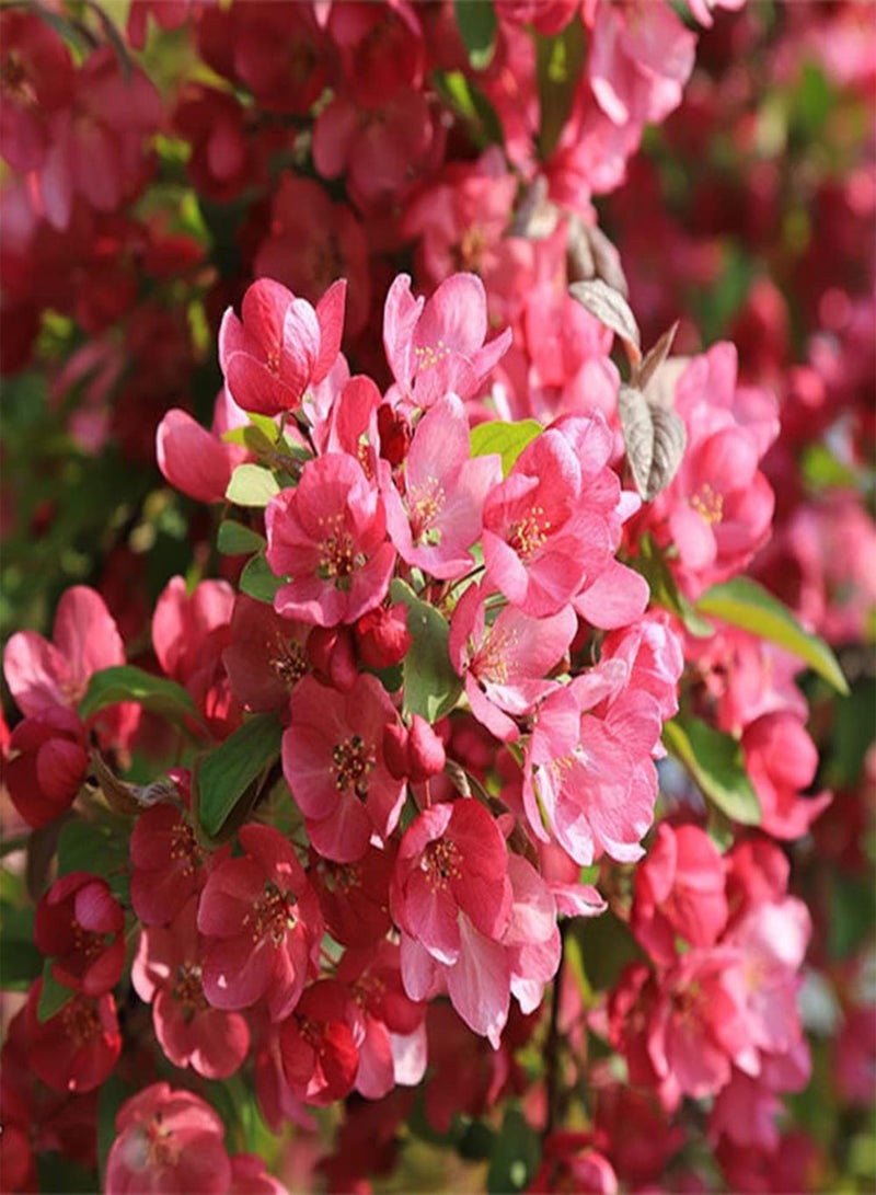 جي جوت 100 قطعة من بذور بيجونيا، شجرة مزهرة معمرة، أزهار وردية جميلة تضيف حيوية إلى حديقتك، ديكور أساسي للمناظر الطبيعية - Image 1