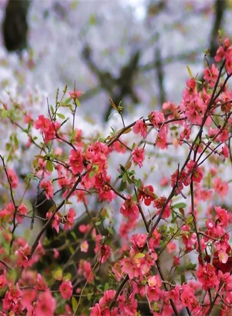 جي جوت 100 قطعة من بذور بيجونيا، شجرة مزهرة معمرة، أزهار وردية جميلة تضيف حيوية إلى حديقتك، ديكور أساسي للمناظر الطبيعية - Image 2