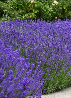 vsell24 3-Pack English Lavender Seeds - Non-GMO, 10g, 85% Germination Rate, Ideal for Indoor & Outdoor Gardening  - Image 1