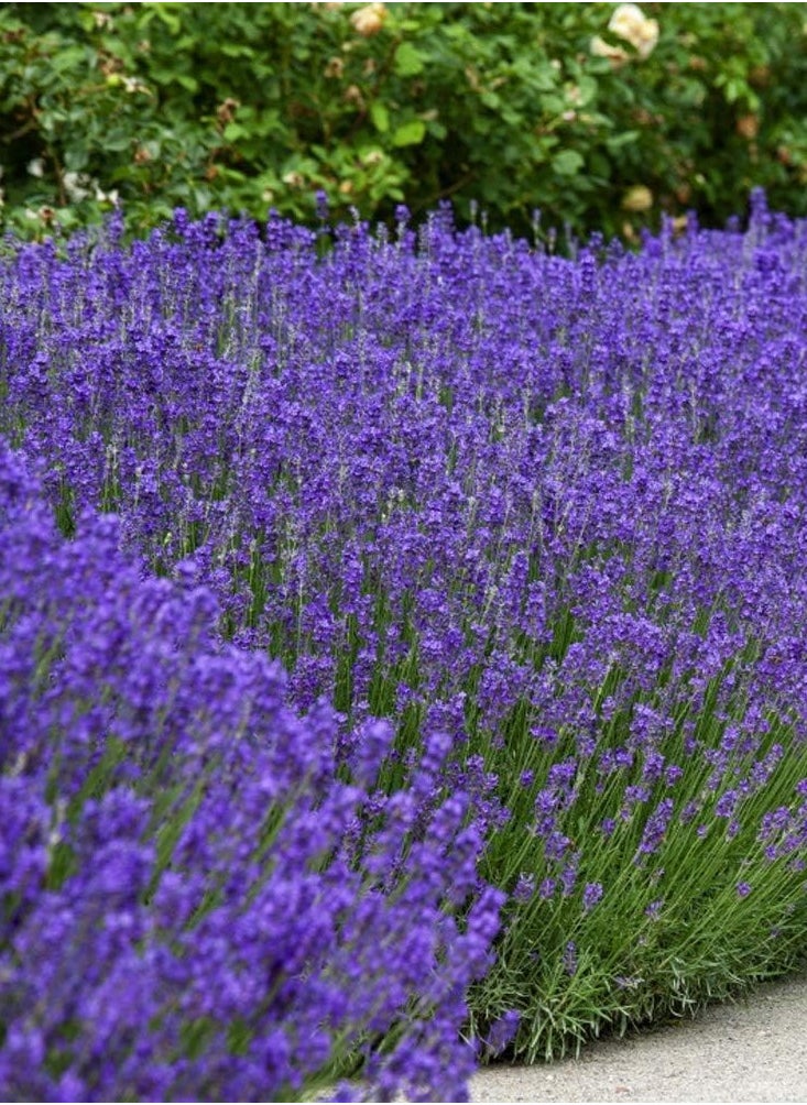 vsell24 3-Pack English Lavender Seeds - Non-GMO, 10g, 85% Germination Rate, Ideal for Indoor & Outdoor Gardening  - Image 1