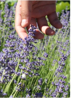 vsell24 3-Pack English Lavender Seeds - Non-GMO, 10g, 85% Germination Rate, Ideal for Indoor & Outdoor Gardening  - Image 2