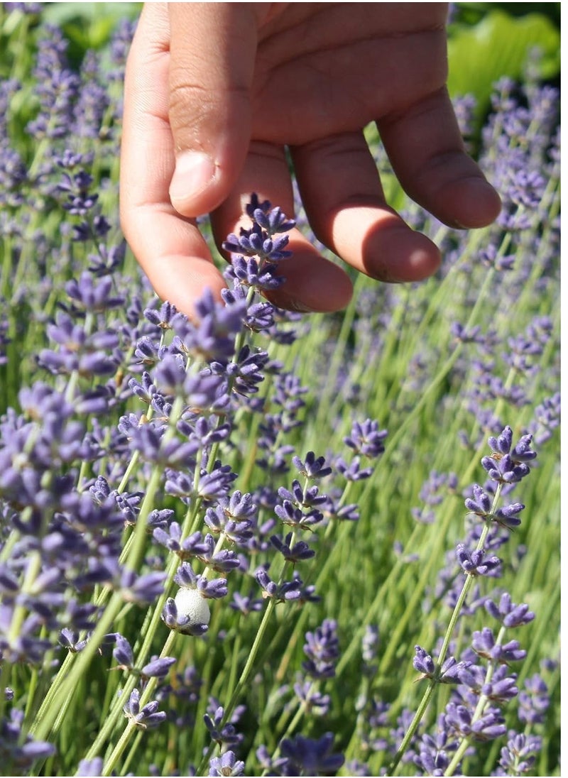 vsell24 3-Pack English Lavender Seeds - Non-GMO, 10g, 85% Germination Rate, Ideal for Indoor & Outdoor Gardening  - Image 2