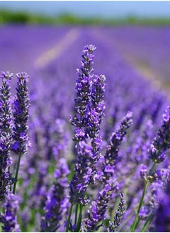 vsell24 3-Pack English Lavender Seeds - Non-GMO, 10g, 85% Germination Rate, Ideal for Indoor & Outdoor Gardening  - Image 3