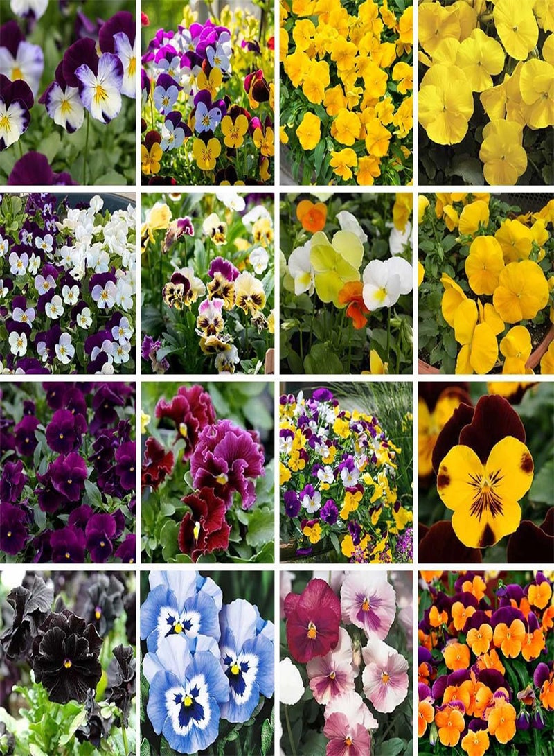 جي جوت بذور زهرة بانسي سويسرية عملاقة مختلطة - بذور زهرة فيولا × فيتروكيانا، بذور زراعة الحدائق المنزلية، 50 بذرة - Image 1