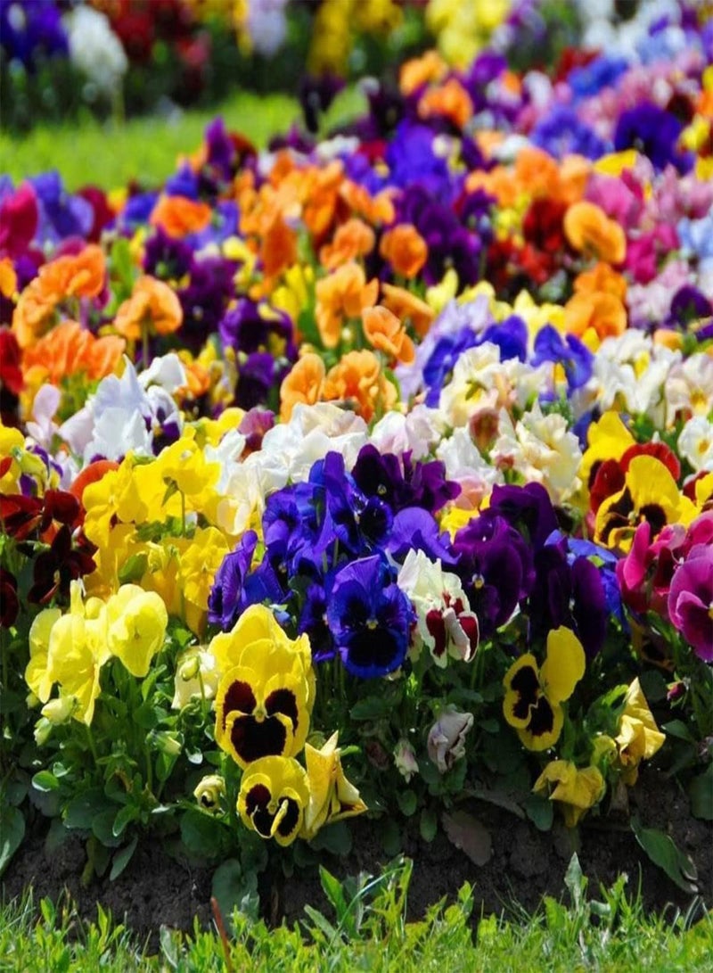 جي جوت بذور زهرة بانسي سويسرية عملاقة مختلطة - بذور زهرة فيولا × فيتروكيانا، بذور زراعة الحدائق المنزلية، 50 بذرة - Image 2