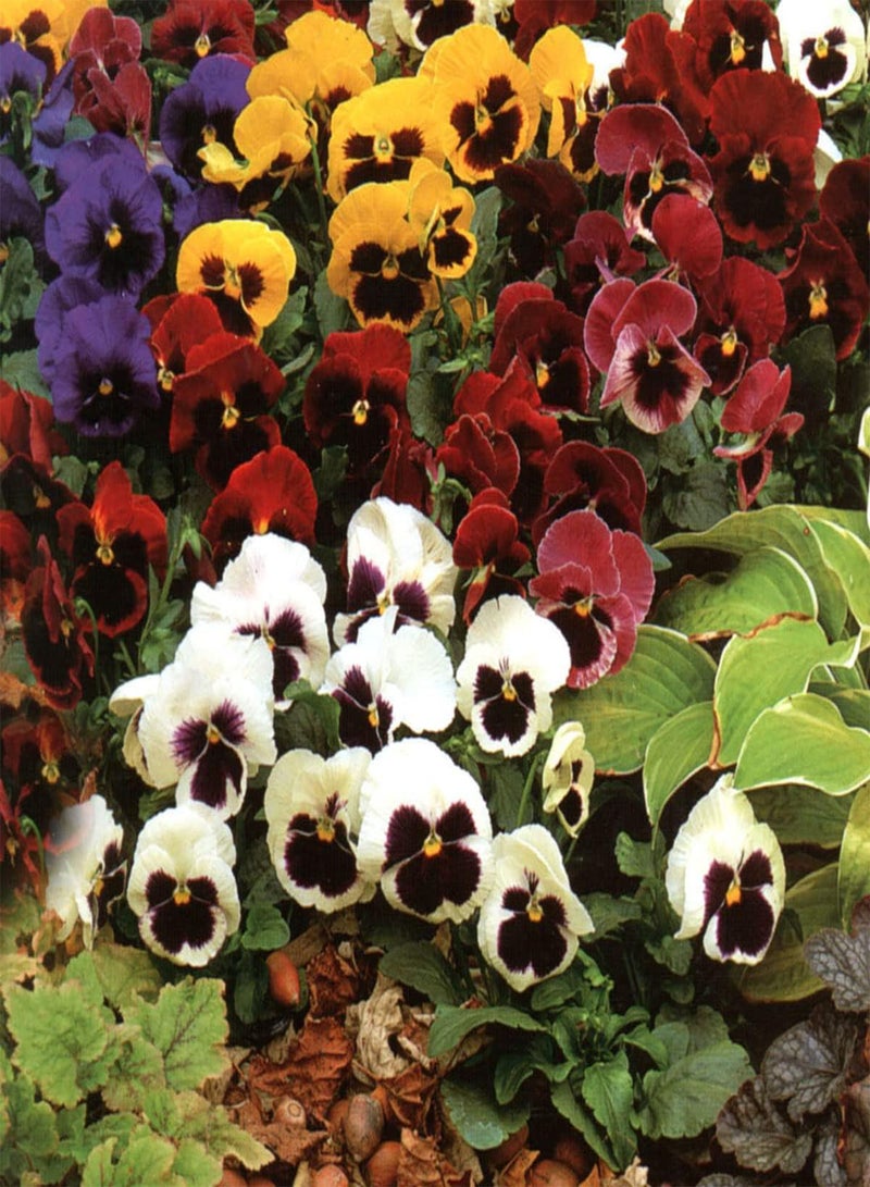 جي جوت بذور زهرة بانسي سويسرية عملاقة مختلطة - بذور زهرة فيولا × فيتروكيانا، بذور زراعة الحدائق المنزلية، 50 بذرة - Image 4