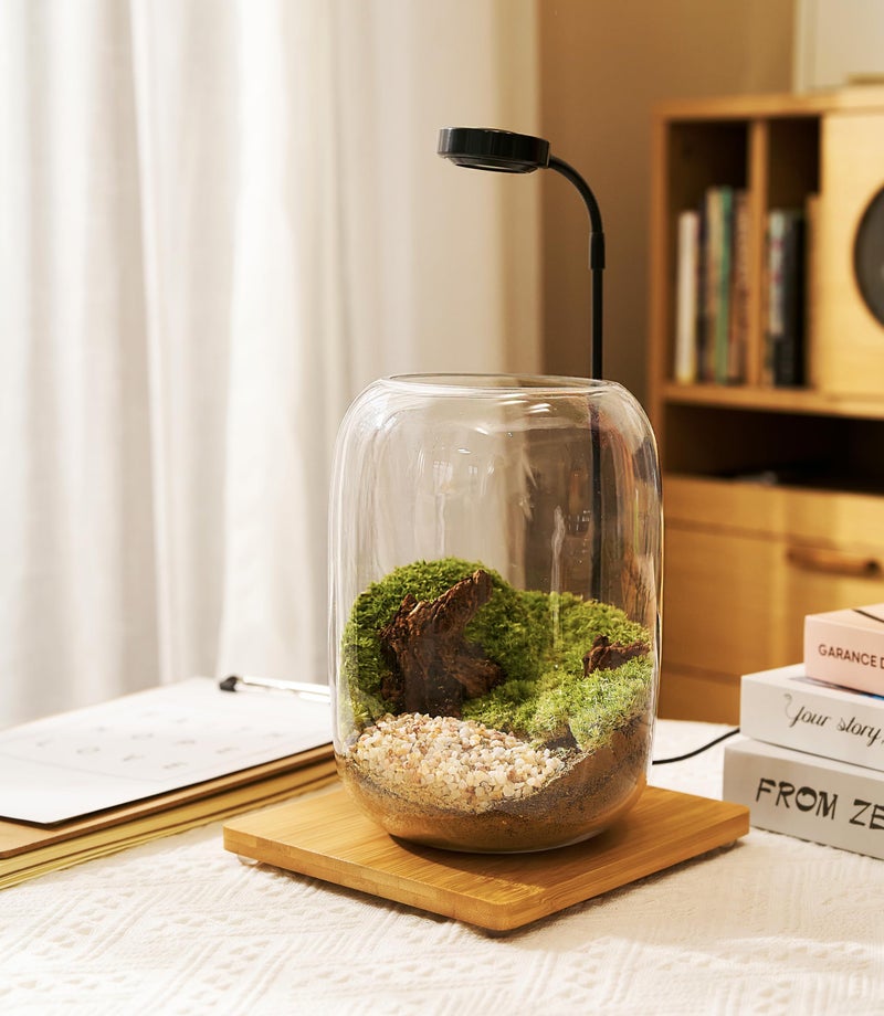 LUCKYRUNES Terrarium Kit with Grow Light â€“ 24-Piece DIY Glass Terrarium Set with Tools, Moss, Driftwood, Soil & Pebbles â€“ Mini Gardening Kit for Air Plants, Succulents & Indoor Desk Decoration Gift - Image 3