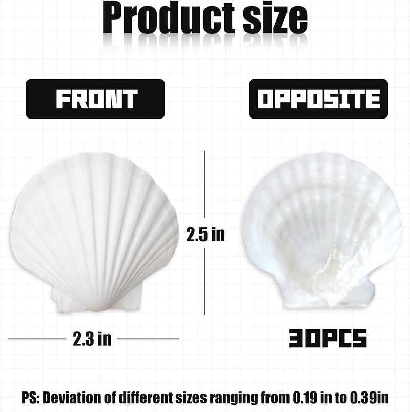 YOIYINI 30Pcs Seashells for Crafts,Scallop Shells for Beach Decoration,2-3In Seashells for DIY Craft Painting，White Sea Shells for Beaching Wedding,Party,Home Decoration - Image 2