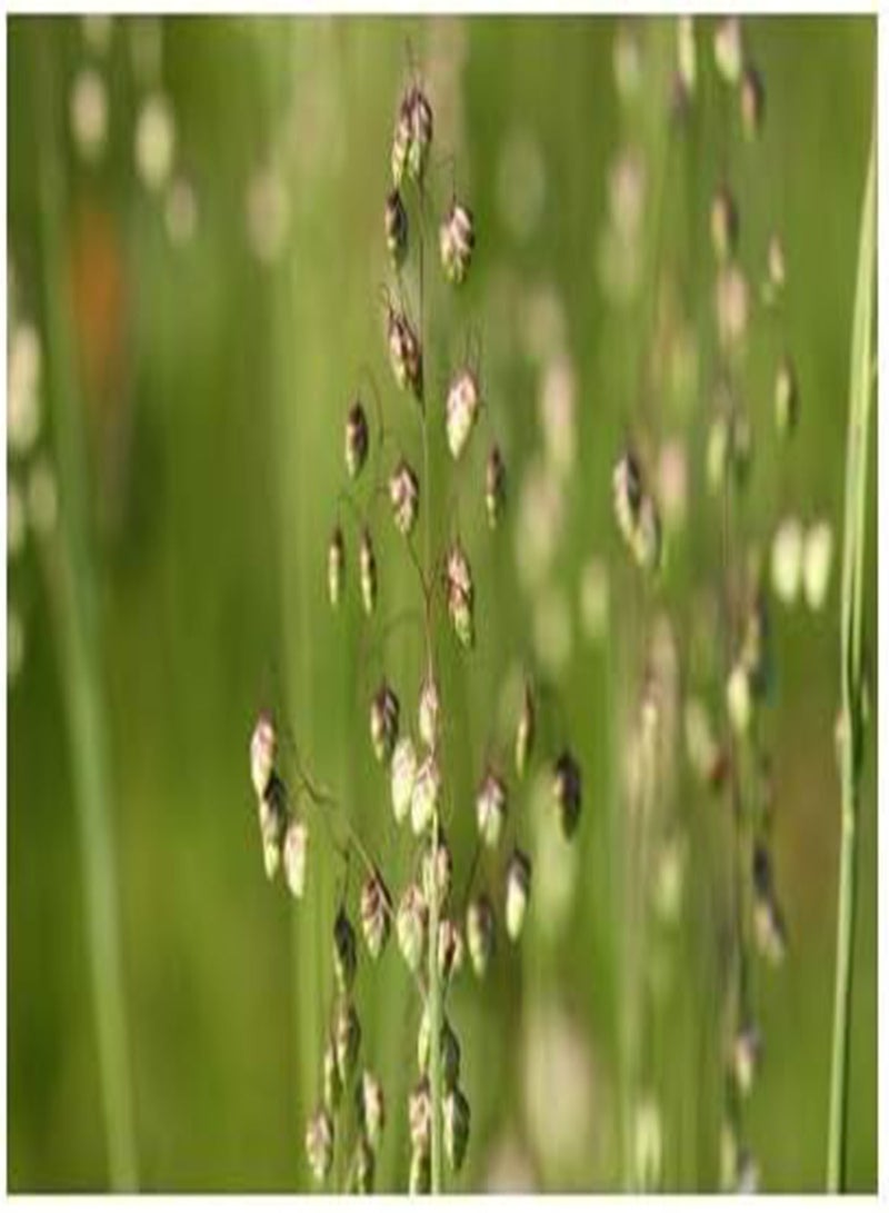 GGOOT seeds Briza Media (Quaking Grass)   50 Seeds. British Native Grass. - Image 2