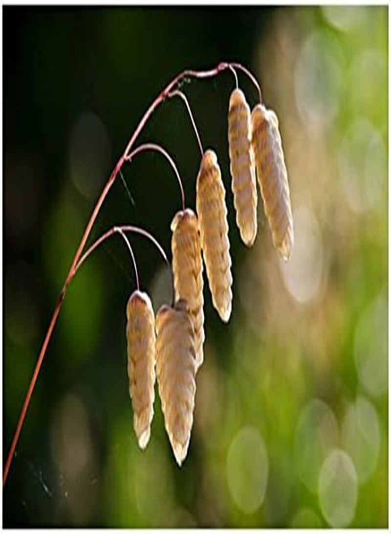 GGOOT seeds Briza Media (Quaking Grass)   50 Seeds. British Native Grass. - Image 1