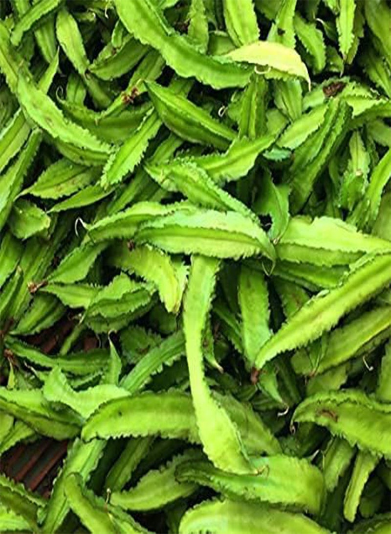 جي جوت بذور 50 قطعة من بذور الفاصوليا المجنحة الآسيوية