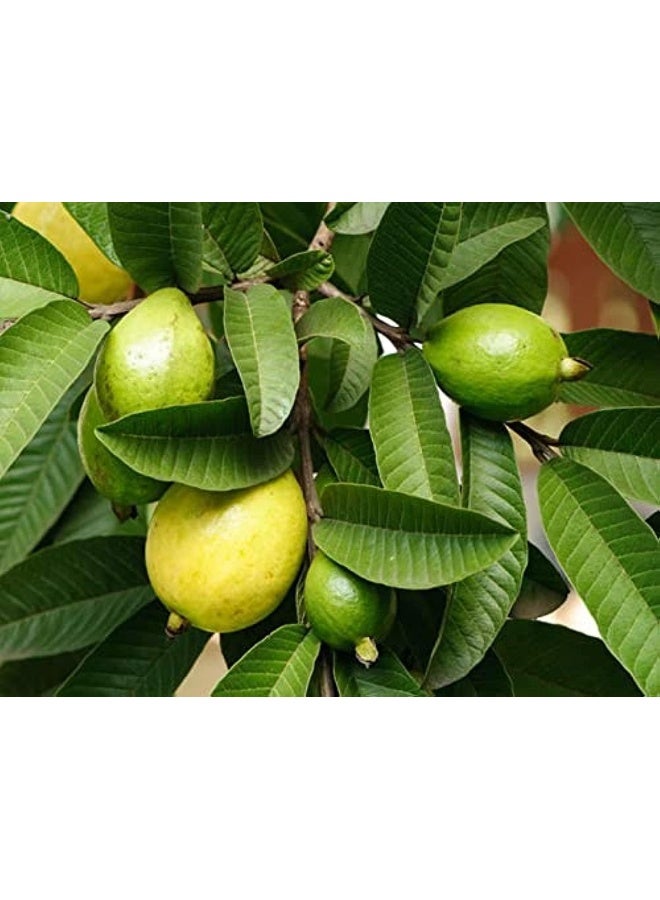 DUBAI GARDEN CENTRE شجرة الجوافة الصغيرة من مركز دبي للحدائق، خضراء