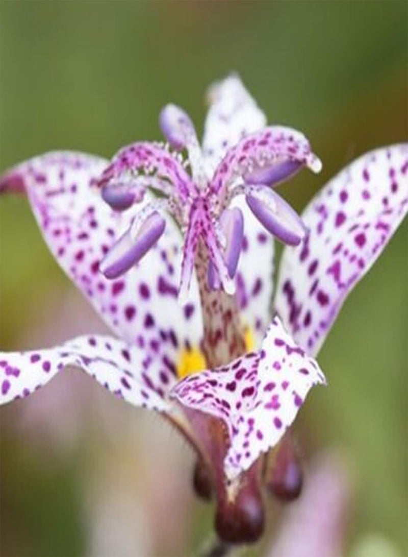 جي جوت 50 قطعة/حقيبة من بذور نبات الزنبق الضفدع المعمرة المزهرة المحمولة المقاومة للظل للحديقة بذور نبات الزنبق الضفدع - Image 5