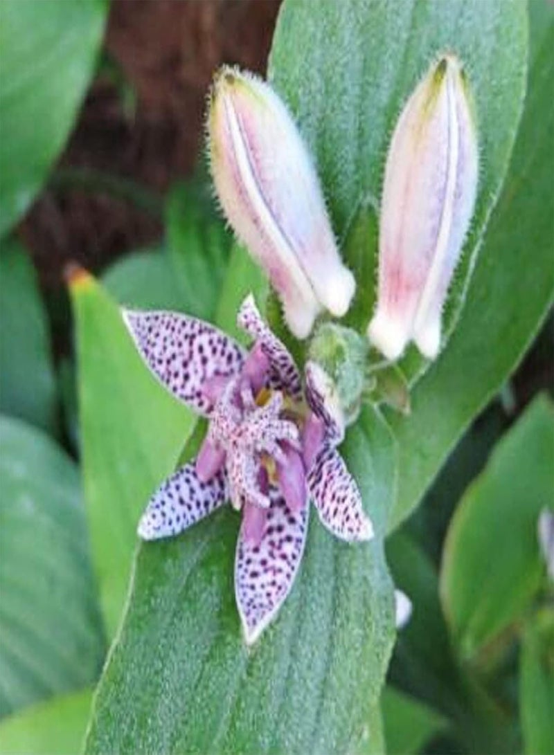 جي جوت 50 قطعة/حقيبة من بذور نبات الزنبق الضفدع المعمرة المزهرة المحمولة المقاومة للظل للحديقة بذور نبات الزنبق الضفدع - Image 1