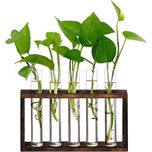 XXXFLOWER Plant Terrarium Wooden Stand with 5 Test Tubes,Glass Planters for Indoor Plants,Plant Lover Gifts for Women Garden Office Decoration - Image 1