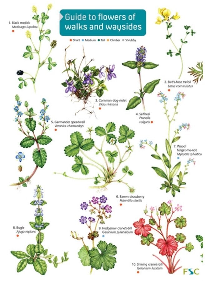 Guide to flowers of walks and waysides OP176 - Hardback