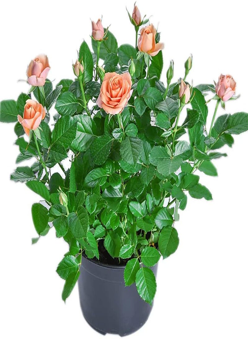 GGOOT 200Pcs Rose Seeds Rrose Seeds Fast-Growing Good-Looking Beautify Visual Experience Balcony Rose Seeds Pink - Image 4