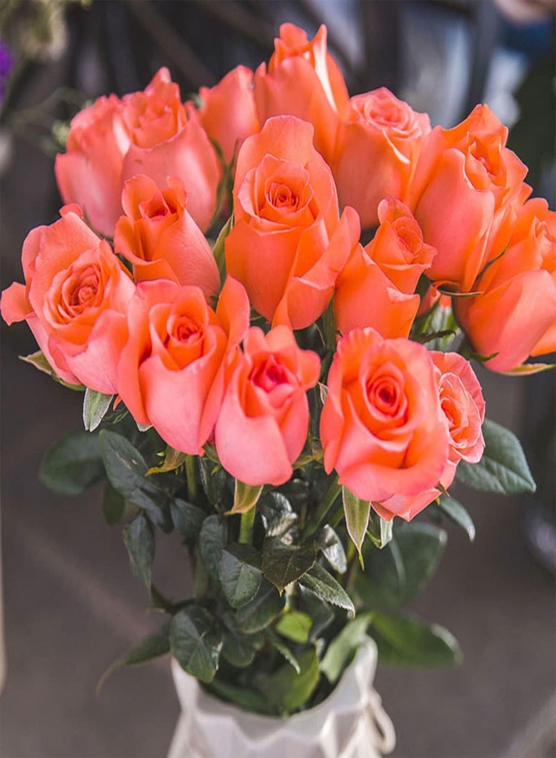 GGOOT 200Pcs Rose Seeds Rrose Seeds Fast-Growing Good-Looking Beautify Visual Experience Balcony Rose Seeds Pink - Image 2