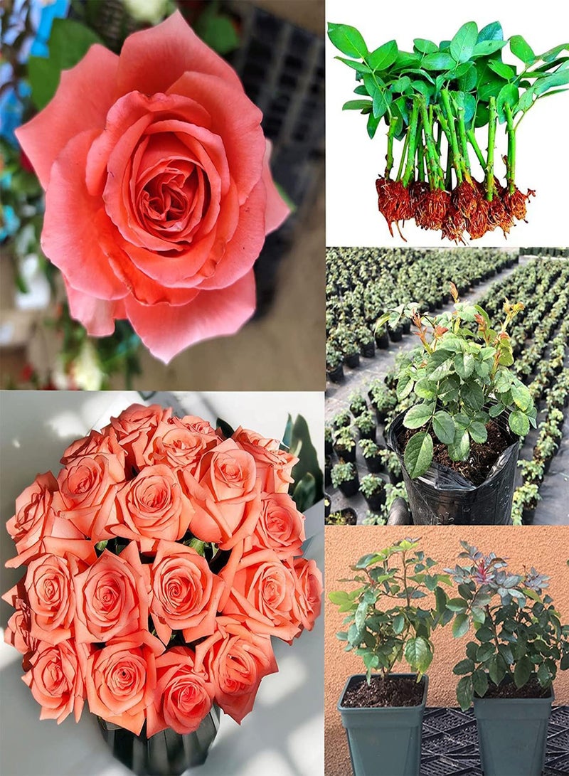 GGOOT 200Pcs Rose Seeds Rrose Seeds Fast-Growing Good-Looking Beautify Visual Experience Balcony Rose Seeds Pink - Image 3