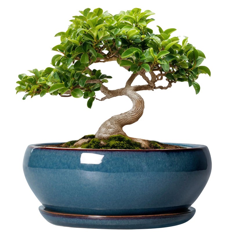 Sqowl Bonsai Pots - 8 Inch Ceramic Succulent Pots With Drainage Hole And Saucer  Round Shallow Planter For Indoor Outdoor Plants Flowers  Ceramic Planter Bowl  Room Decor  Gardening Gifts  Blue - Image 1