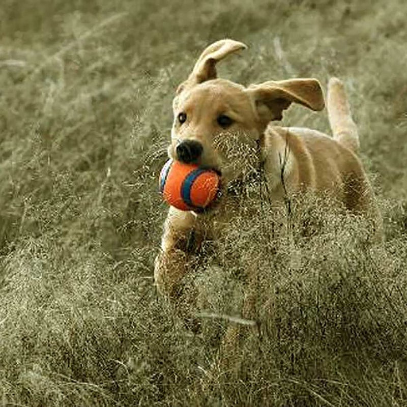 Chuckit! 170401 Dog Toy, XL, Rubber, Blue/Orange - Image 4