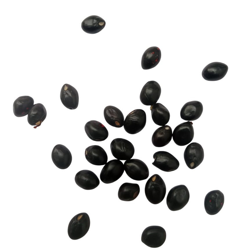 RUKDA® Black Gunja | Kali Chirmi | Black Gunja Beads | Kale Chirmi Seeds | Black Ratti | Gunchi | Gulaganji | Guruvinda | Kunch | Chanoti | Abrus precatorius - 11 pcs - Image 2