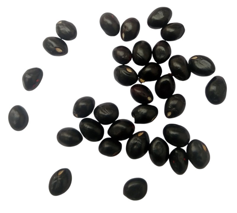 RUKDA® Black Gunja | Kali Chirmi | Black Gunja Beads | Kale Chirmi Seeds | Black Ratti | Gunchi | Gulaganji | Guruvinda | Kunch | Chanoti | Abrus precatorius - 11 pcs - Image 5