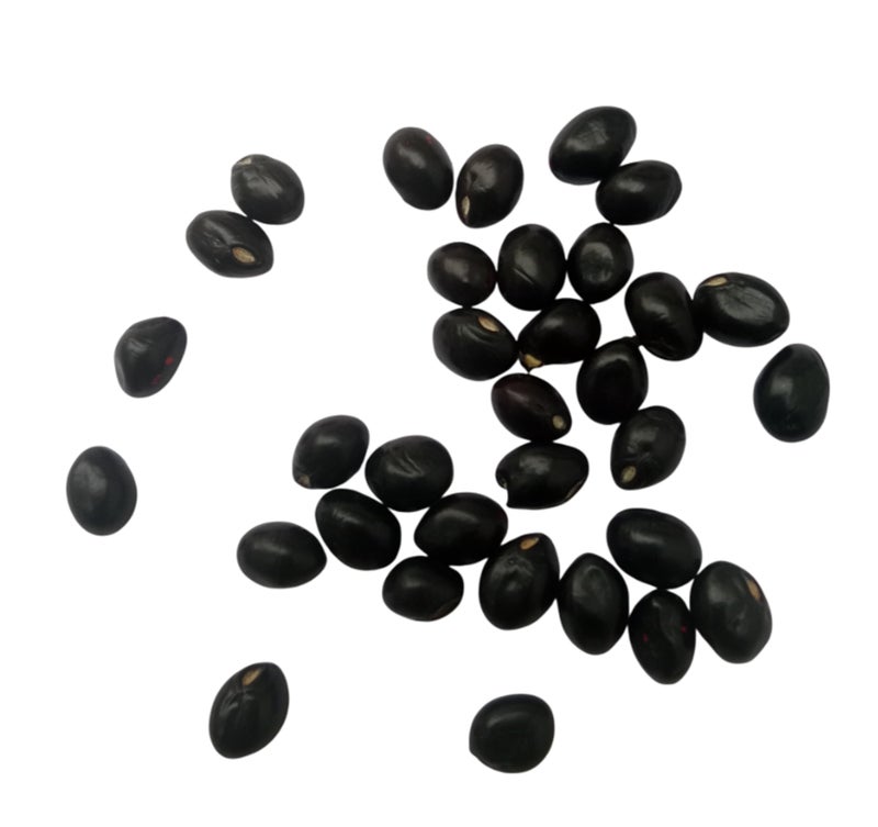 RUKDA® Black Gunja | Kali Chirmi | Black Gunja Beads | Kale Chirmi Seeds | Black Ratti | Gunchi | Gulaganji | Guruvinda | Kunch | Chanoti | Abrus precatorius - 11 pcs - Image 4