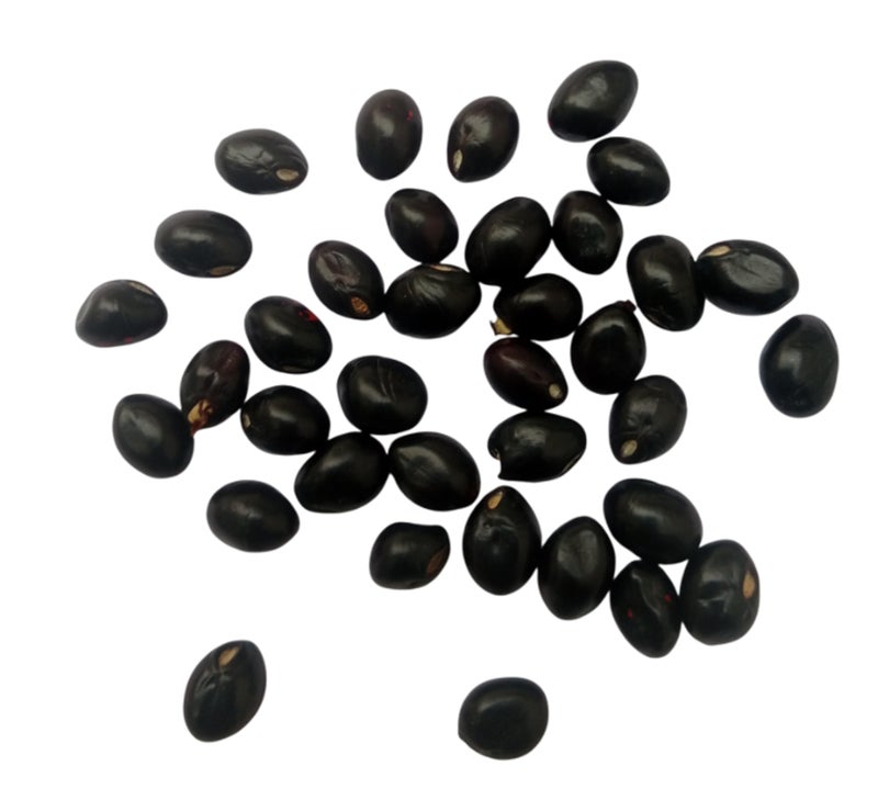 RUKDA® Black Gunja | Kali Chirmi | Black Gunja Beads | Kale Chirmi Seeds | Black Ratti | Gunchi | Gulaganji | Guruvinda | Kunch | Chanoti | Abrus precatorius - 11 pcs - Image 3