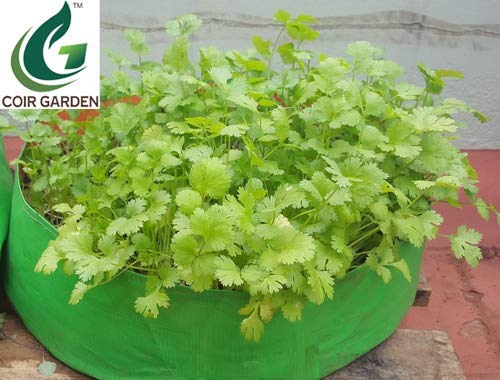 COIR GARDEN Terrace Gardening Hdpe Grow Bags for Vegetable Plants, Spinach (Keerai, Palak Plant Grow Bags) (18"X9" Inches) - [46Cms(L) X 22Cms(H)] - 18X9 Inches, Pack of 4 - Image 5