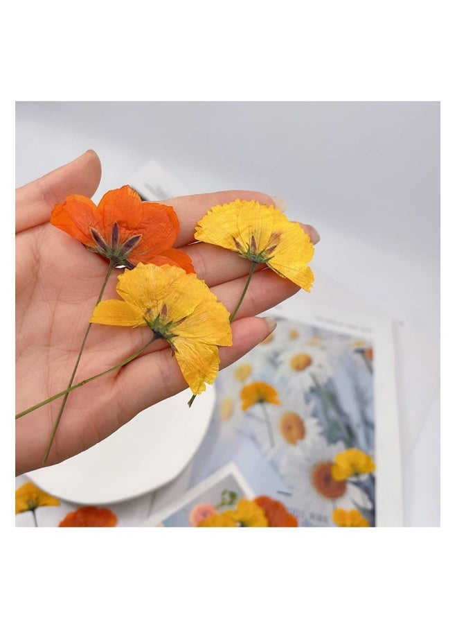 Dried Pressed Flowers for Crafts, Yellow and Orange Dried Flowers for Resin, Perfect for DIY Projects and Framed Wall Art, Natural Pressed Flowers, 36 Yellow and 24 Orange Pieces - Image 2