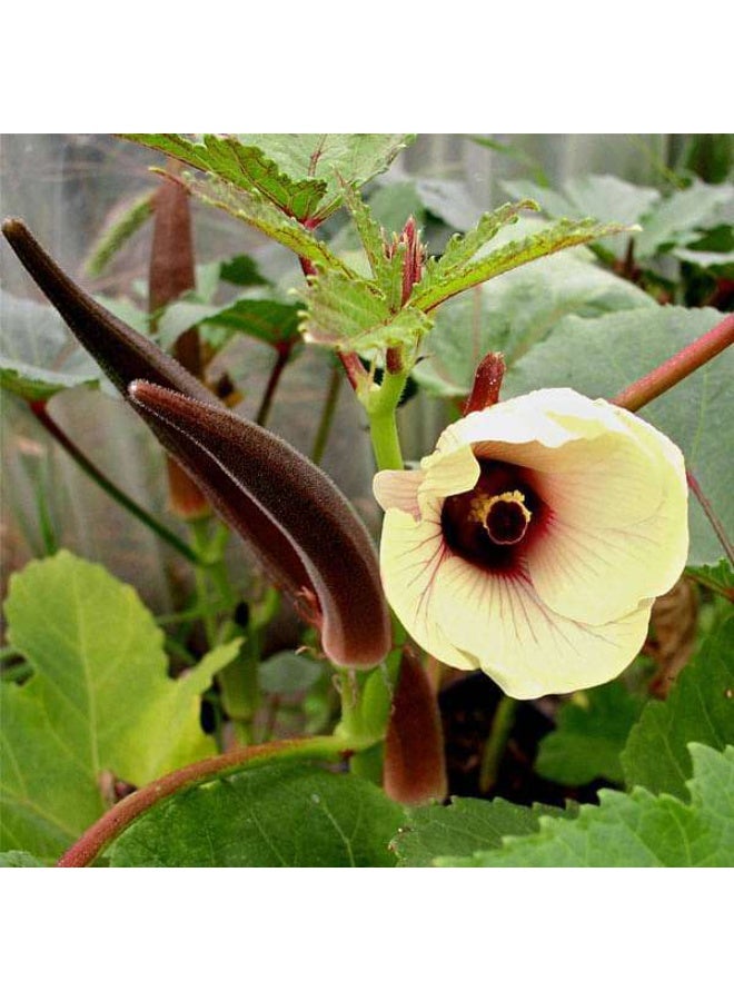 Okra Red Burgundy Vegetable Seeds