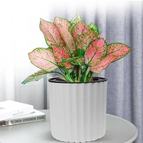 MUZHI Orchid Pot with Net and Holes, Round Self Watering Planter Pot for Indoor Plants and Flowers 3 Sets White - Image 5