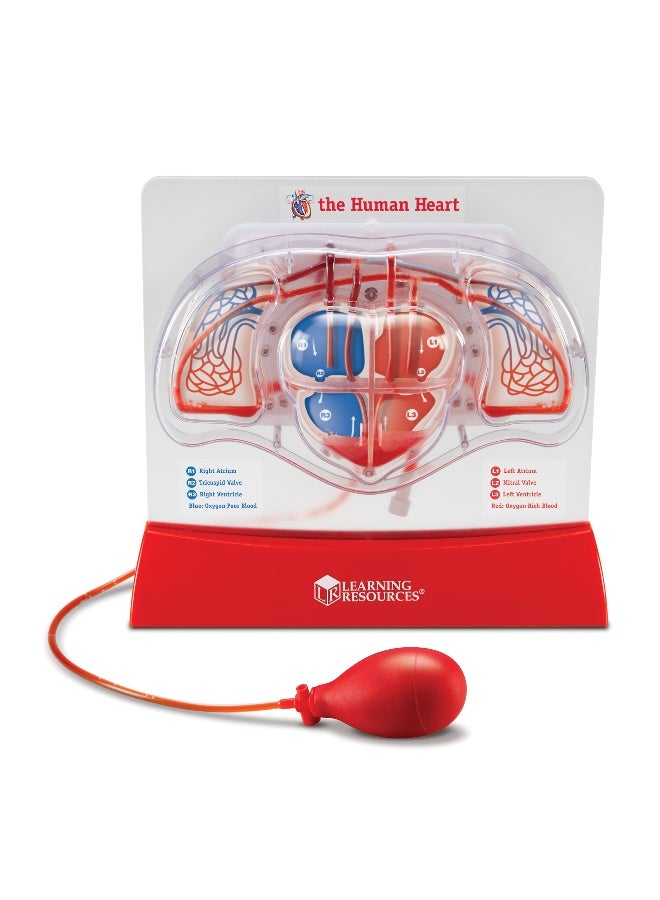 Learning Resources Pumping Heart Model (Single, Hand-Powered, Ages 8+) - Image 1