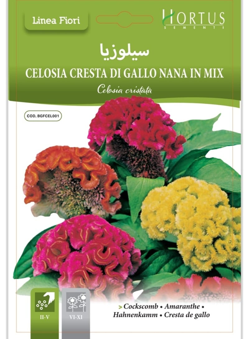 Celosia Seeds