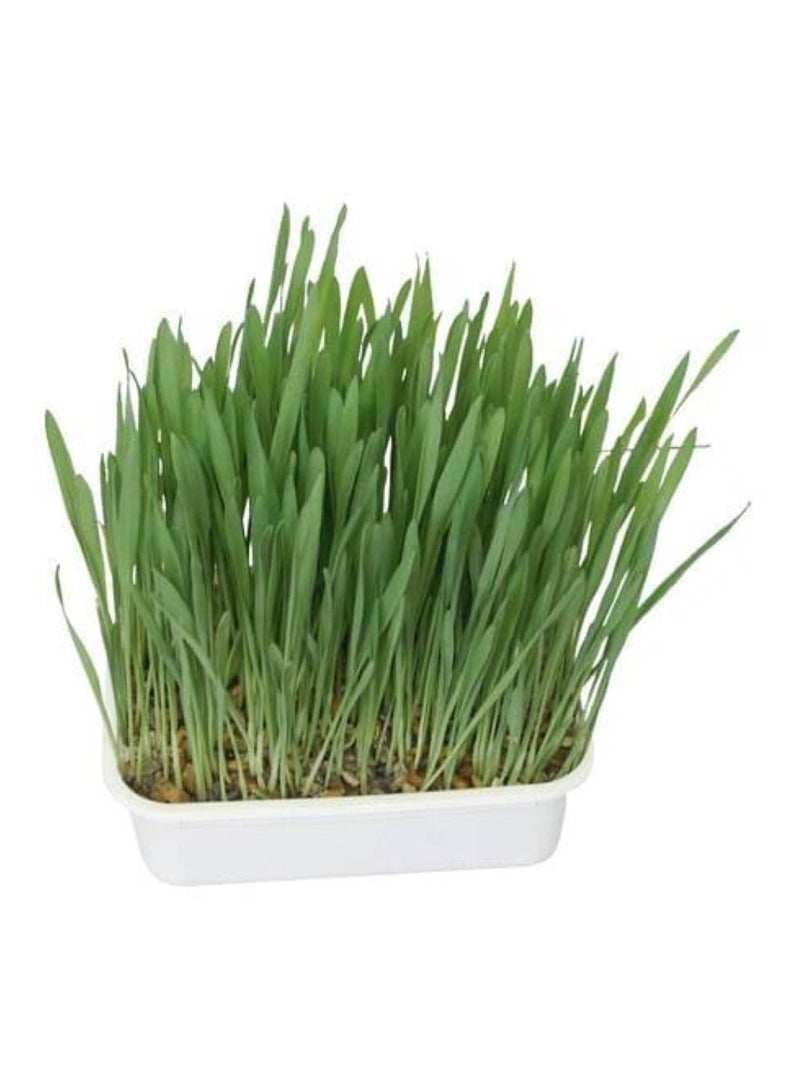 Aime Fresh Purifying Herbs - Image 2