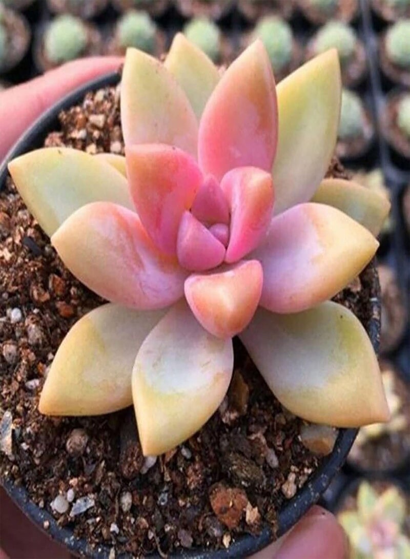 جي جوت 100 قطعة/حقيبة من بذور العصاريات المختلطة للزراعة، نباتات معمرة سهلة العناية بأوراق سميكة نباتات معمرة خضراء فائقة للاستخدام المنزلي سهلة الزراعة والبستنة وديكور المنزل - بذور العصاريات المختلطة - Image 5