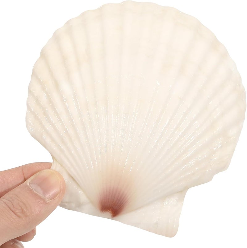 Mkobon 10 PCS 4-5 Inch Large Scallop Shells for Crafting, Natural Large Seashells for Crafts, White Big Sea Shells for DIY Painting, Baking, Beach Wedding Decors - Image 4